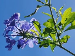 Plumbago auriculata matching the sky